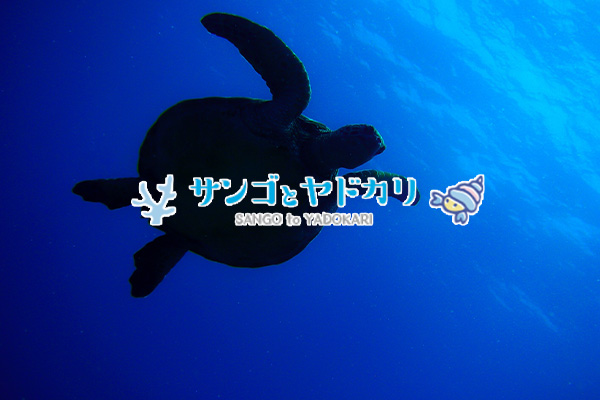 サンゴとヤドカリのホームページを公開しました。